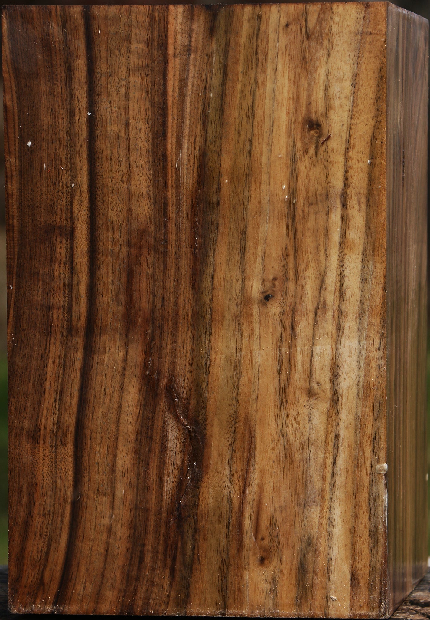 Extra Fancy Claro Walnut Vessel Blank