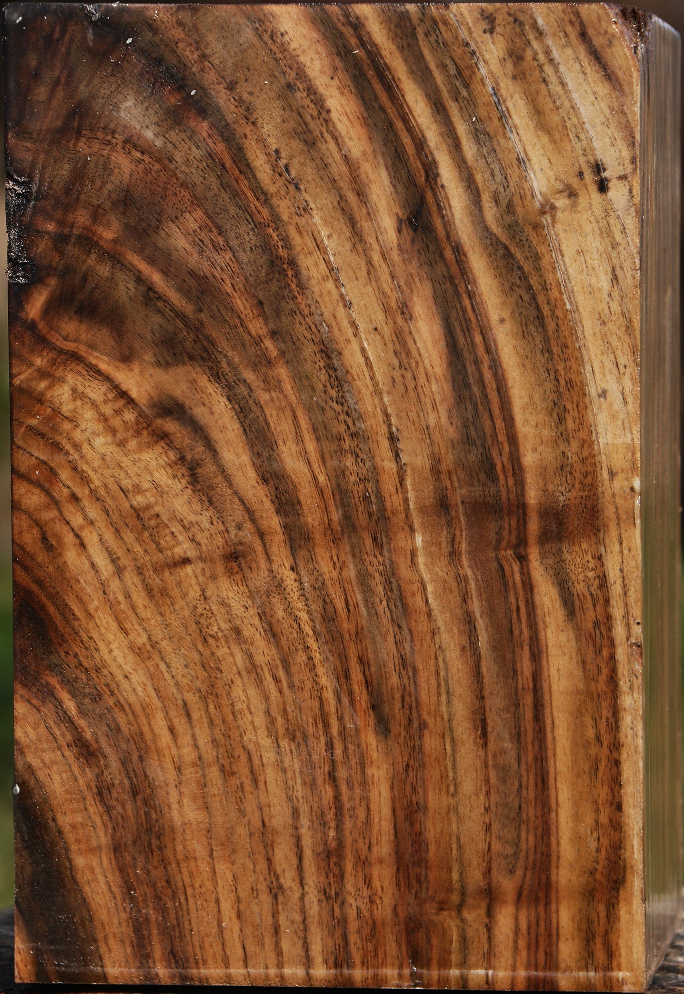 Extra Fancy Claro Walnut Vessel Blank