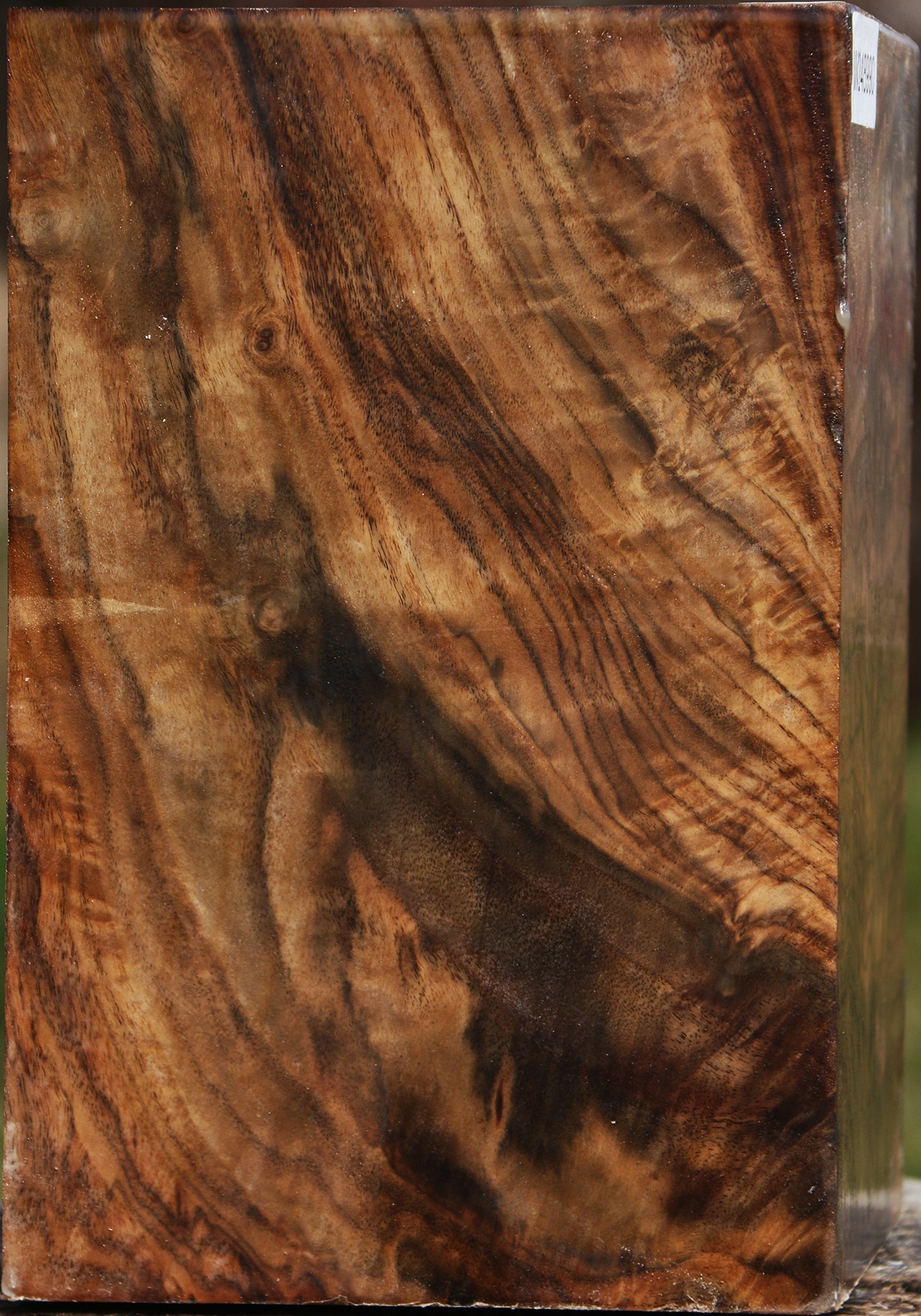 Extra Fancy Claro Walnut Vessel Blank