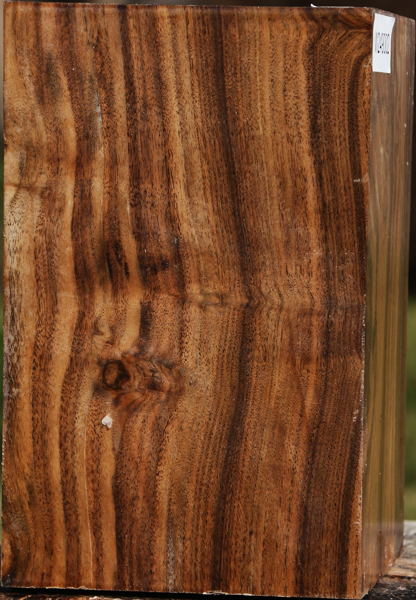 Claro Walnut Vessel Blank