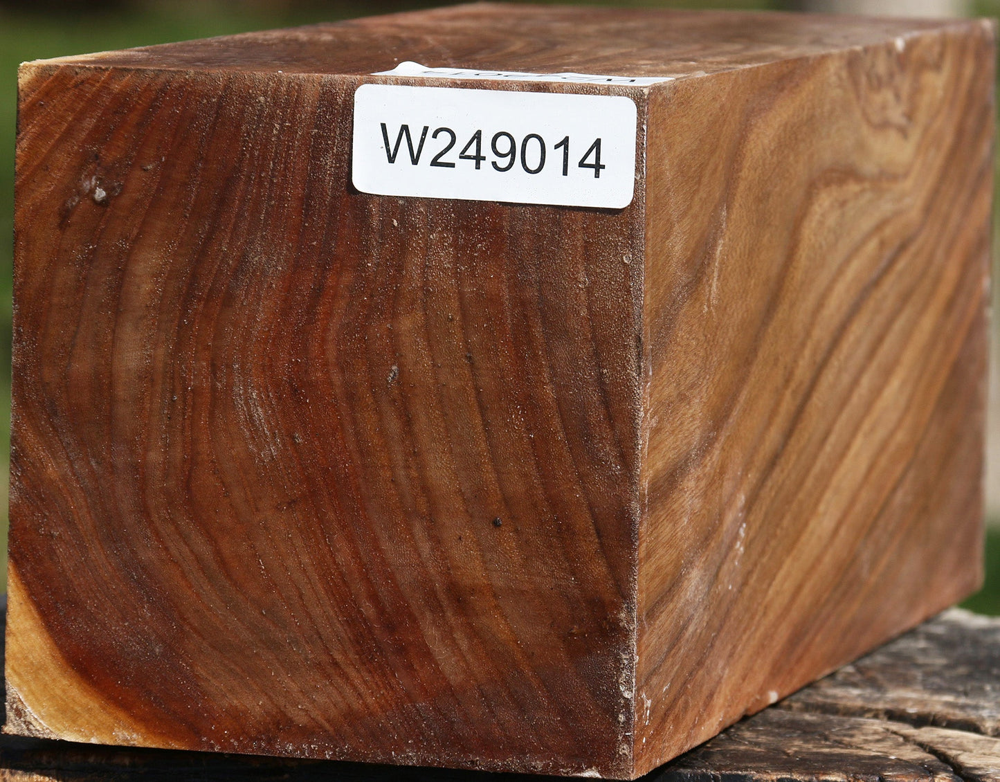 Figured Elm Vessel Blank