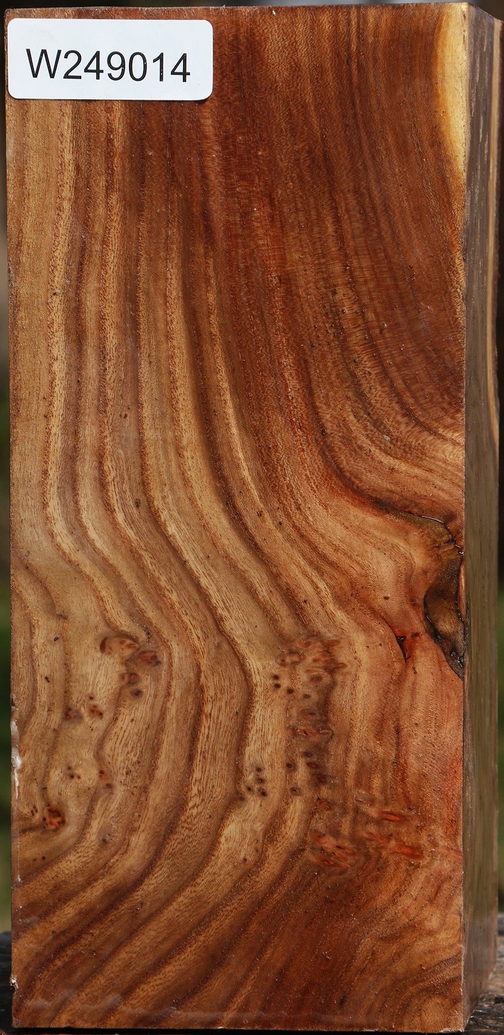 Figured Elm Vessel Blank