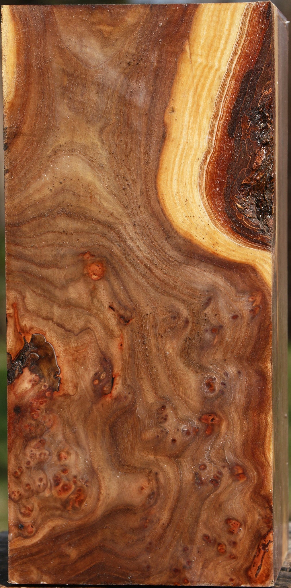 Figured Elm Vessel Blank