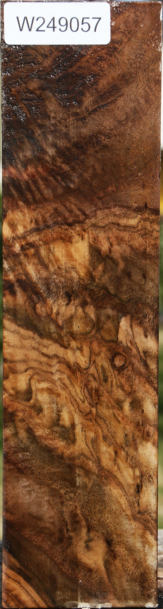 Extra Fancy Claro Walnut Vessel Blank