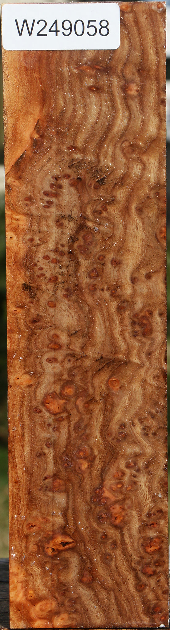 Elm Burl Peppermill
