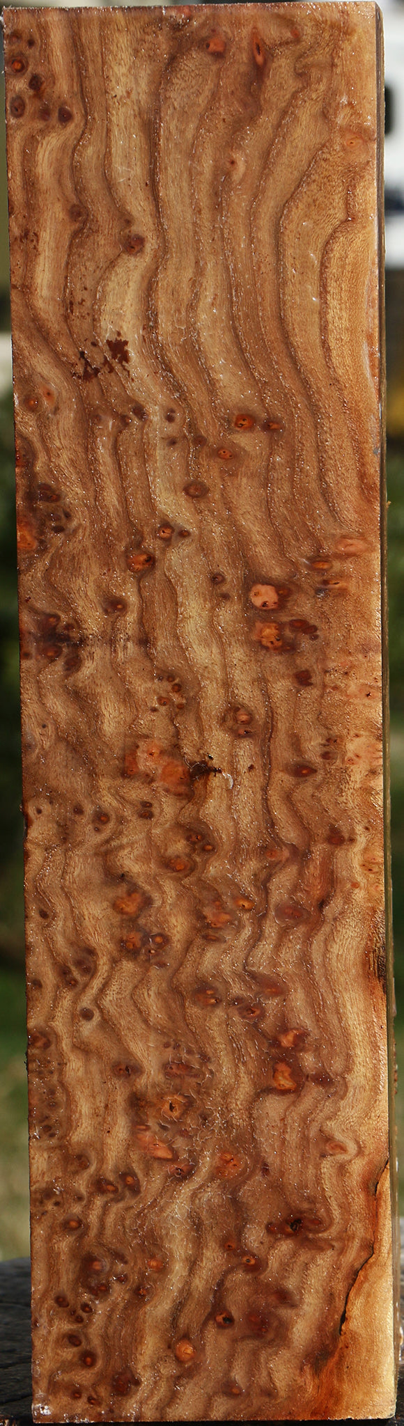 Elm Burl Peppermill