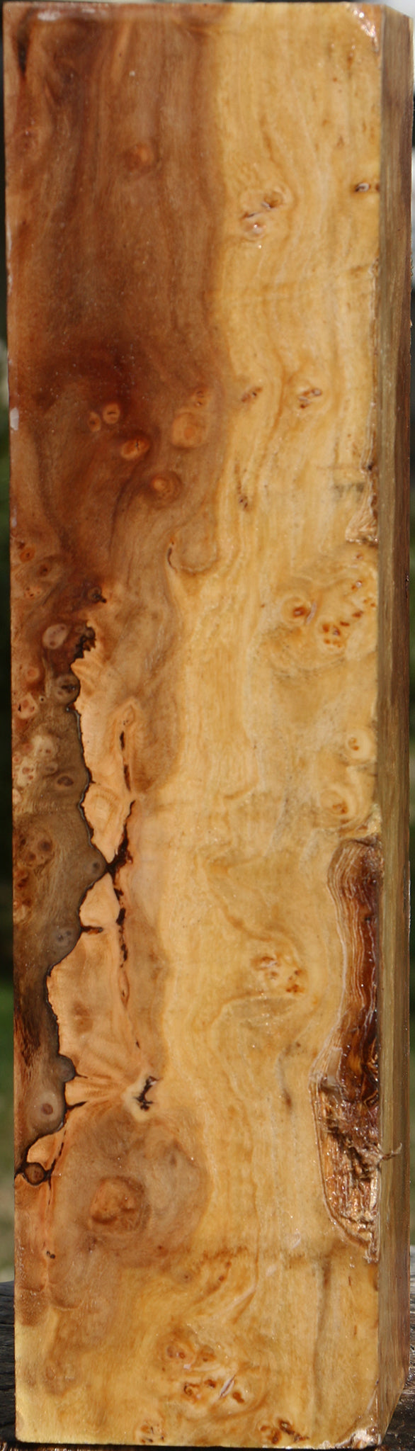 Elm Burl Peppermill