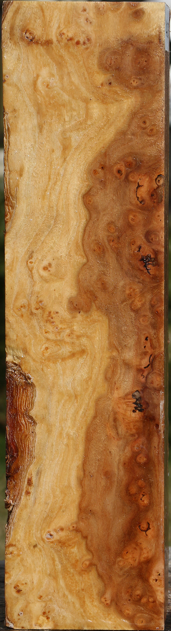 Elm Burl Peppermill