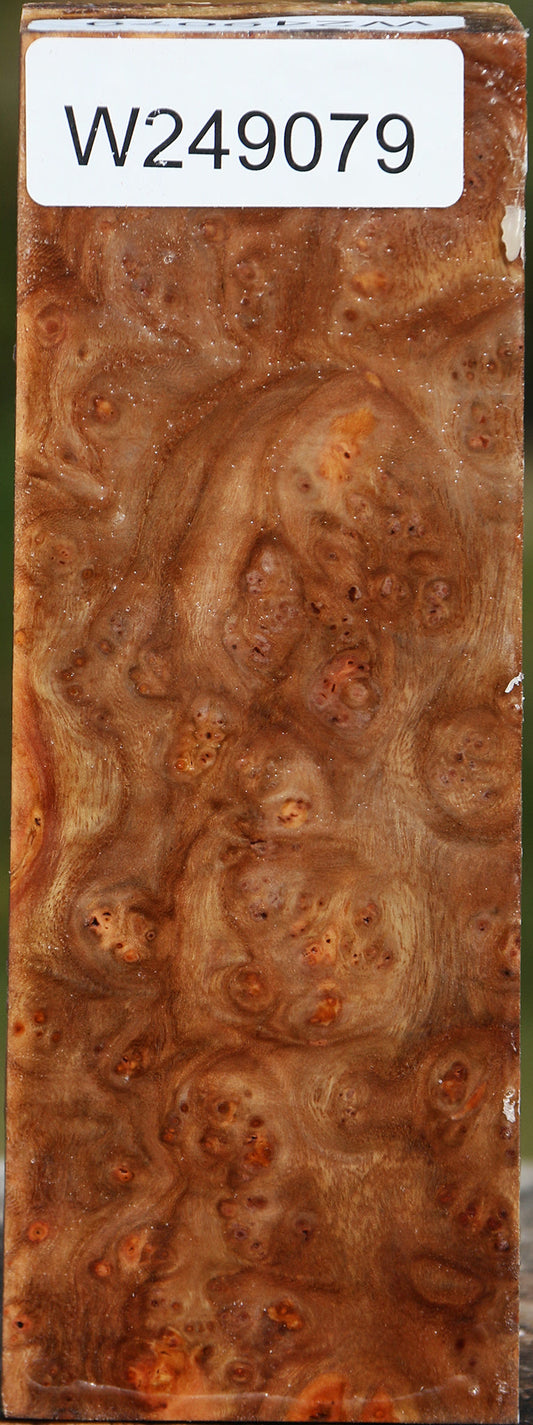 Elm Burl Turning Square