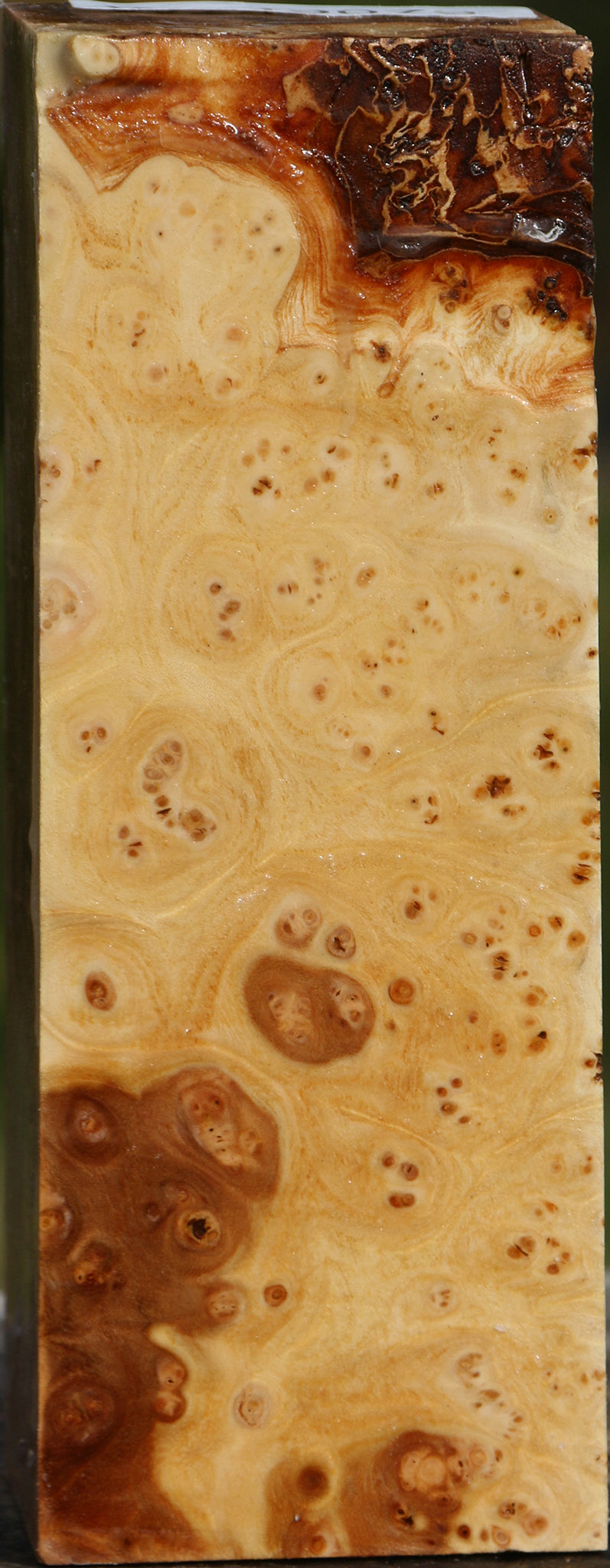 Elm Burl Turning Square