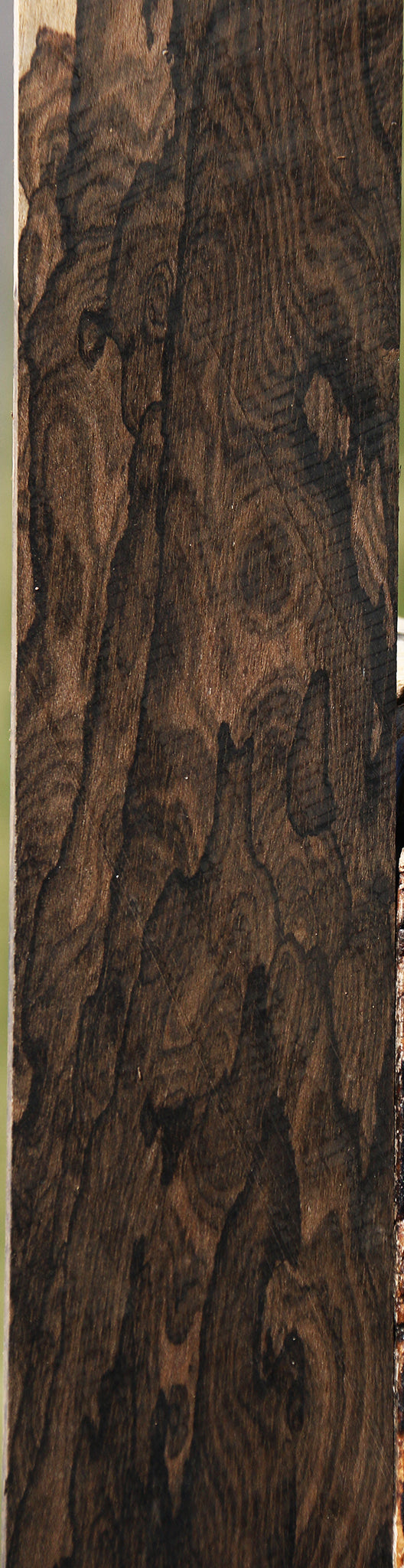 Exhibition Fiddleback Ziricote Micro Lumber