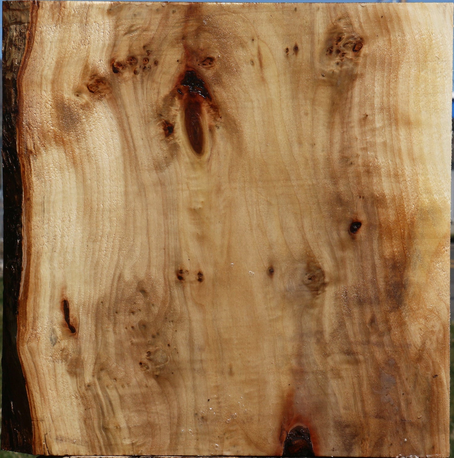 Black Cottonwood Bowl Blank