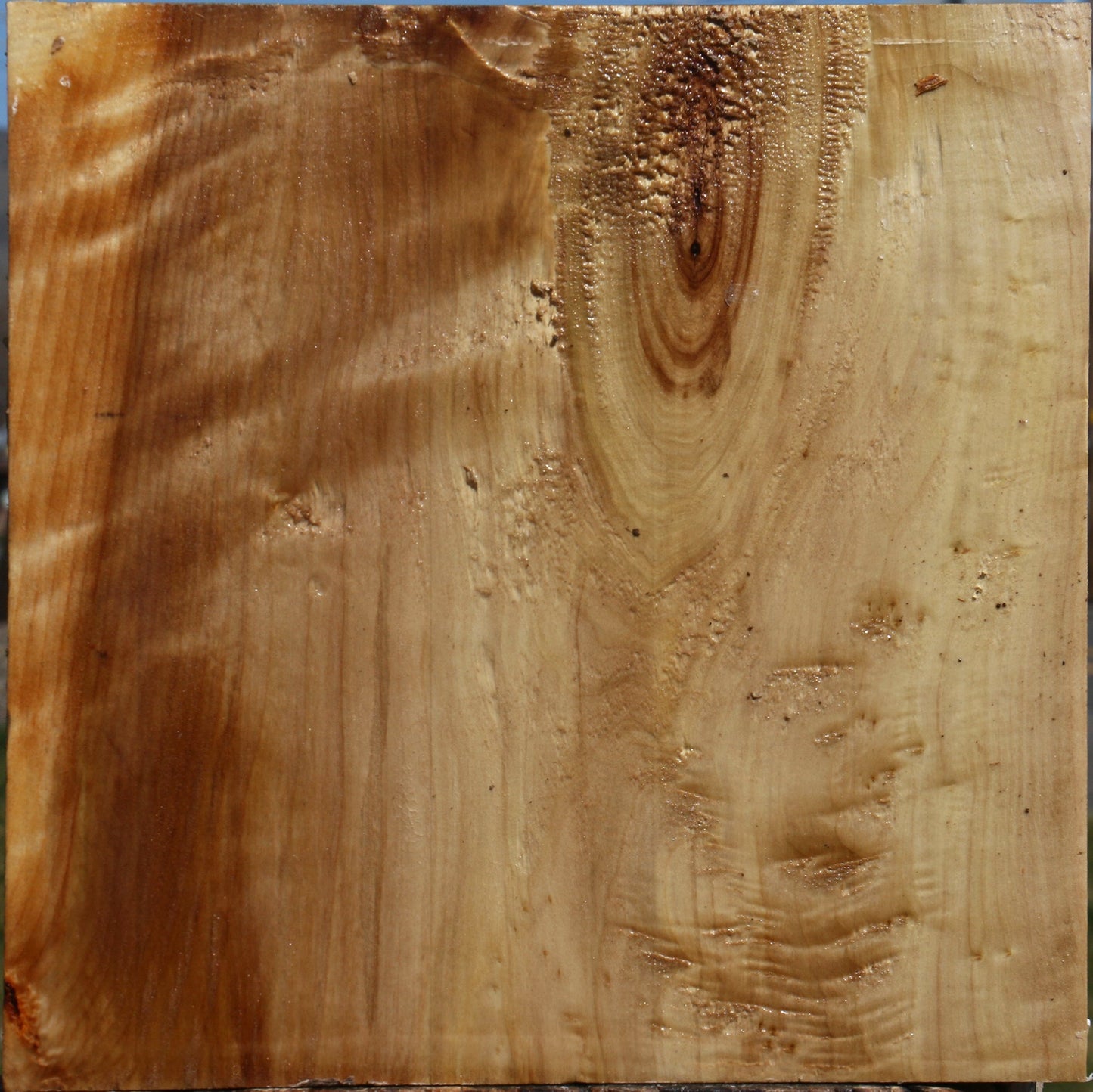 Black Cottonwood Bowl Blank