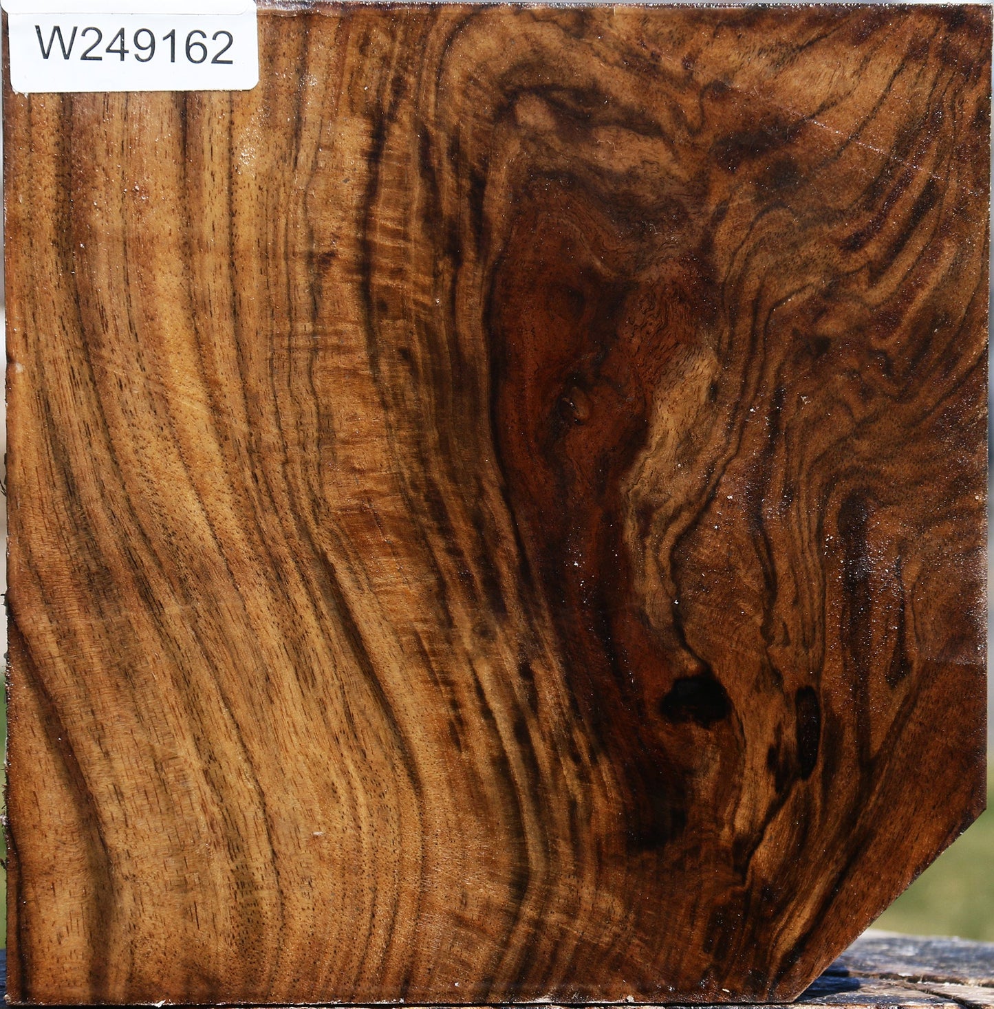 Extra Fancy Claro Walnut Bowl Blank