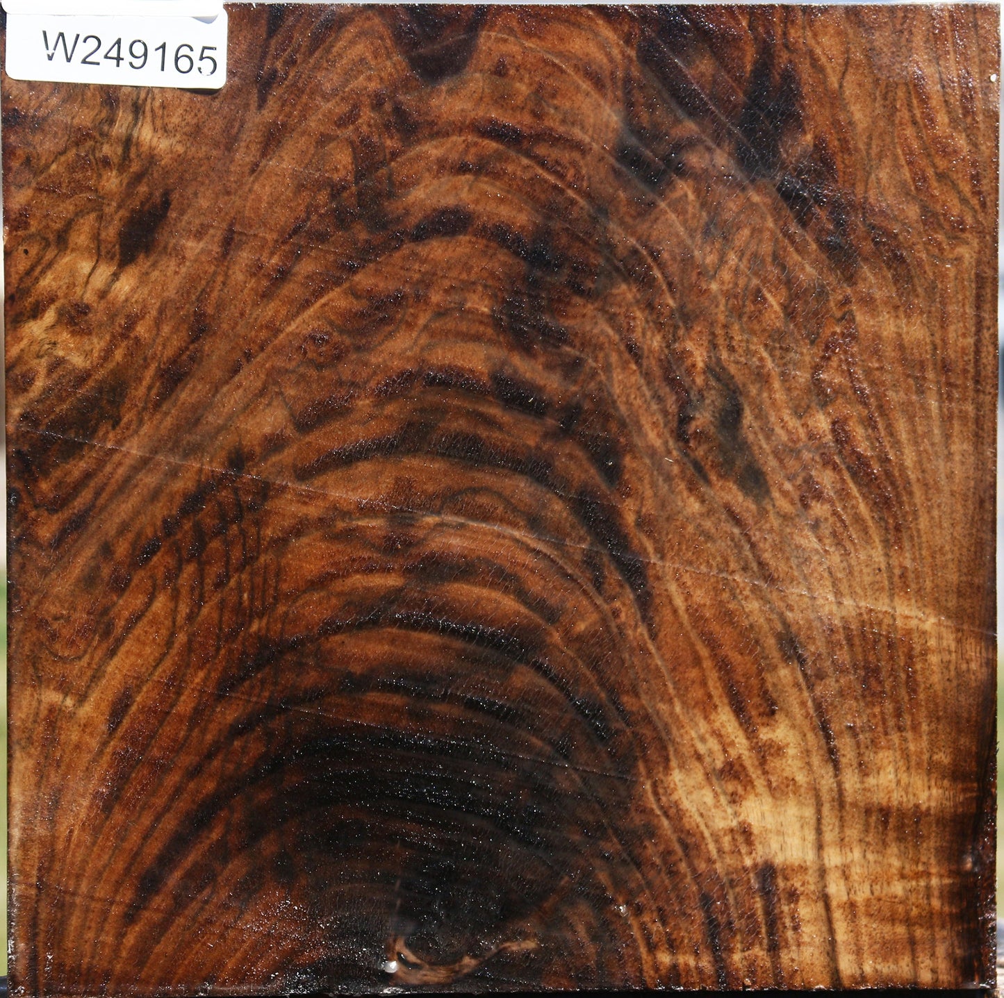 Extra Fancy Claro Walnut Bowl Blank