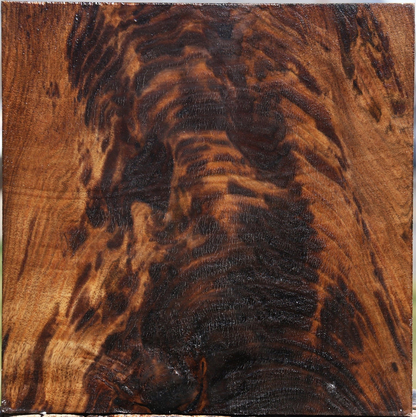 Extra Fancy Claro Walnut Bowl Blank