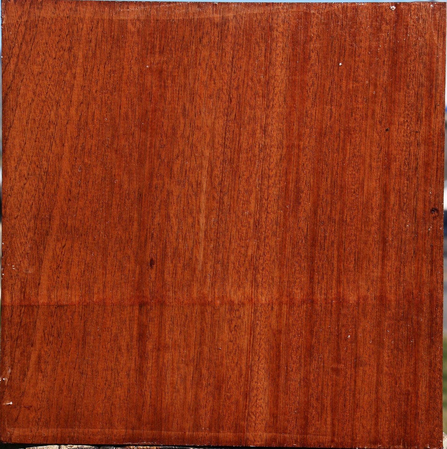 Sipo Bowl Blank