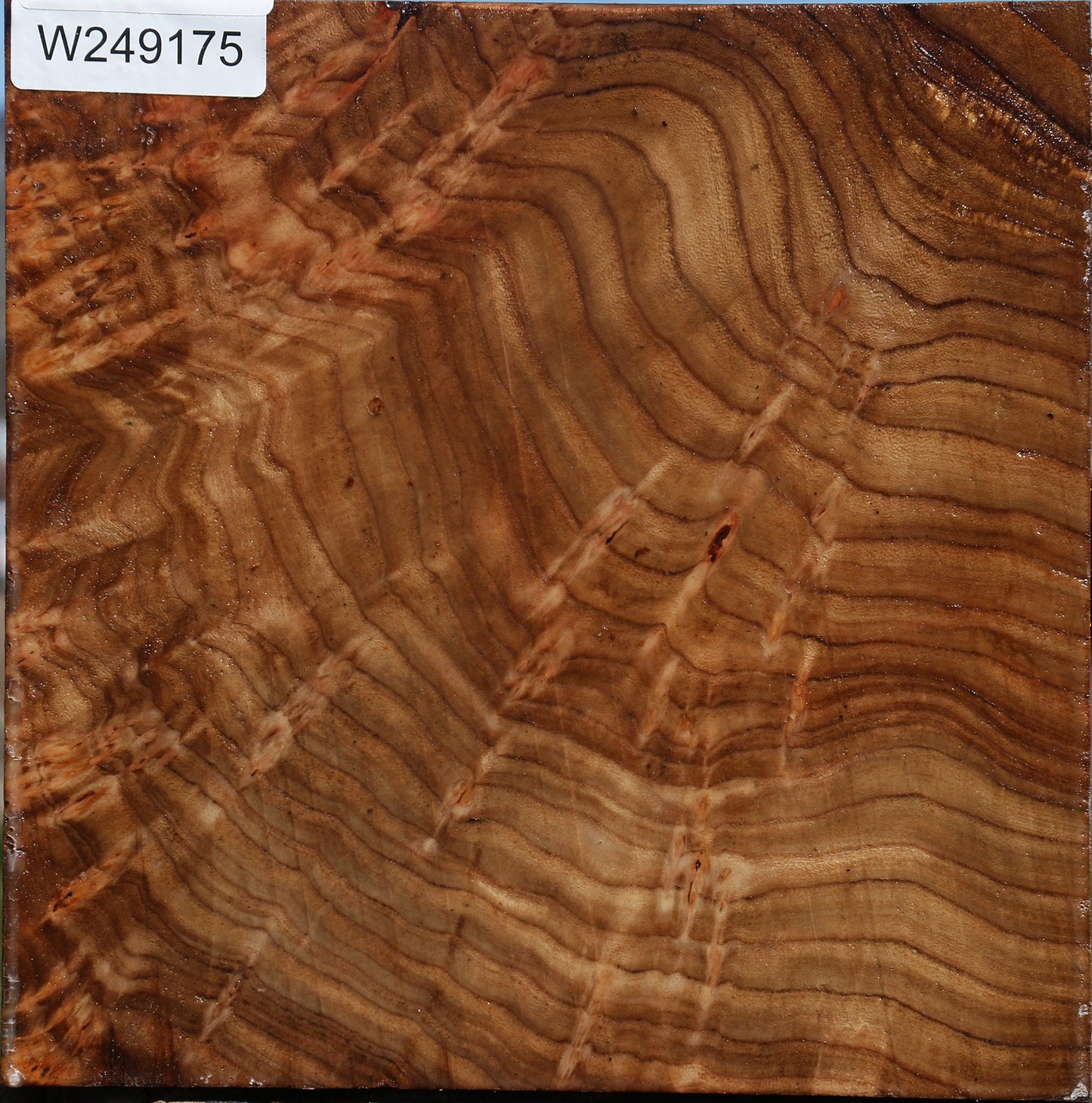 Elm Platter Blank