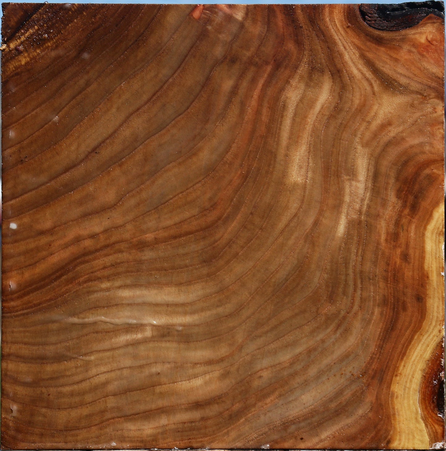Elm Platter Blank