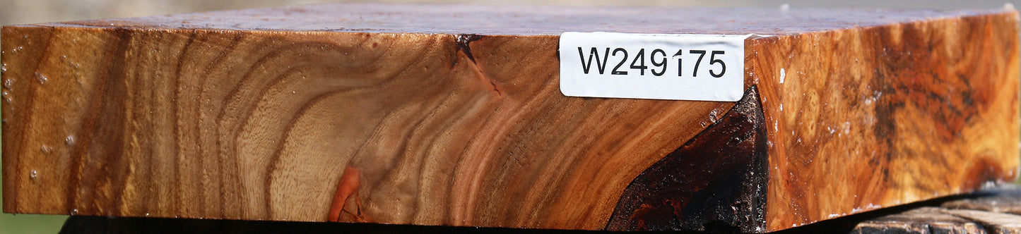 Elm Platter Blank