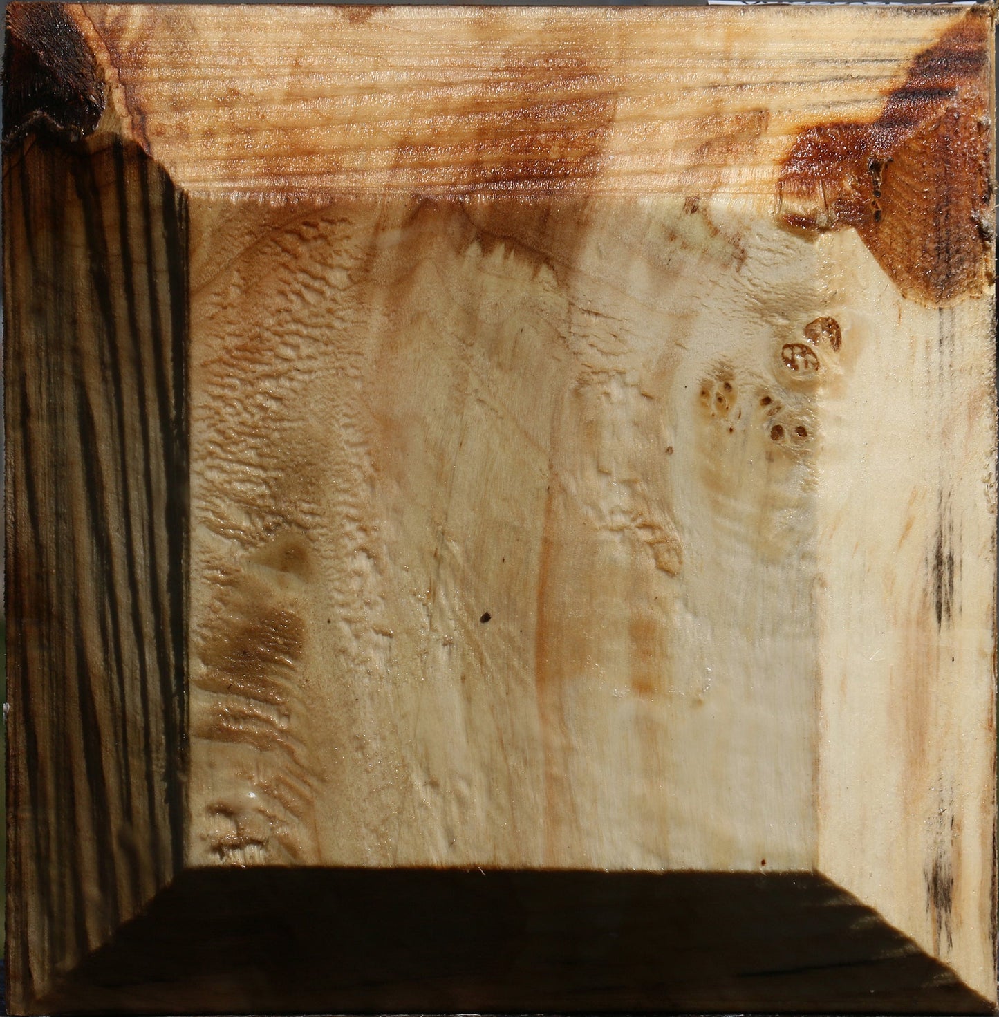 Black Cottonwood Bowl Blank