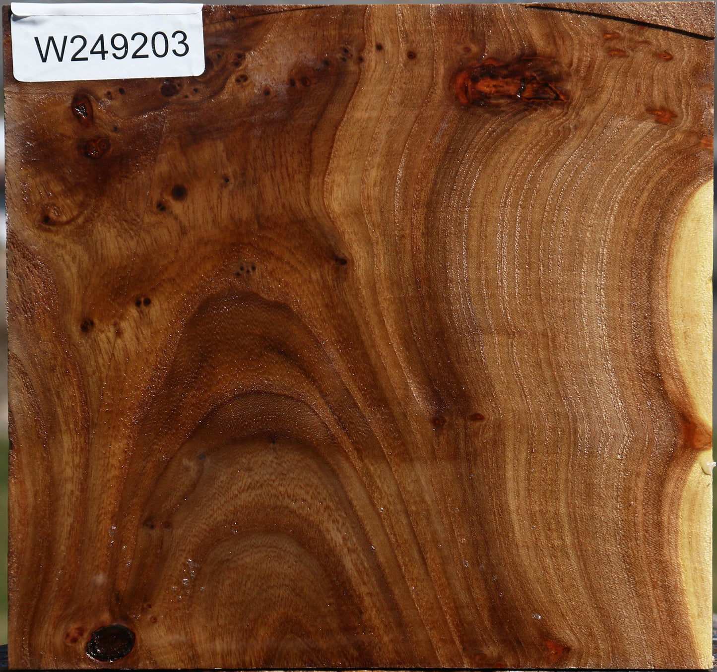 Figured Elm Bowl Blank