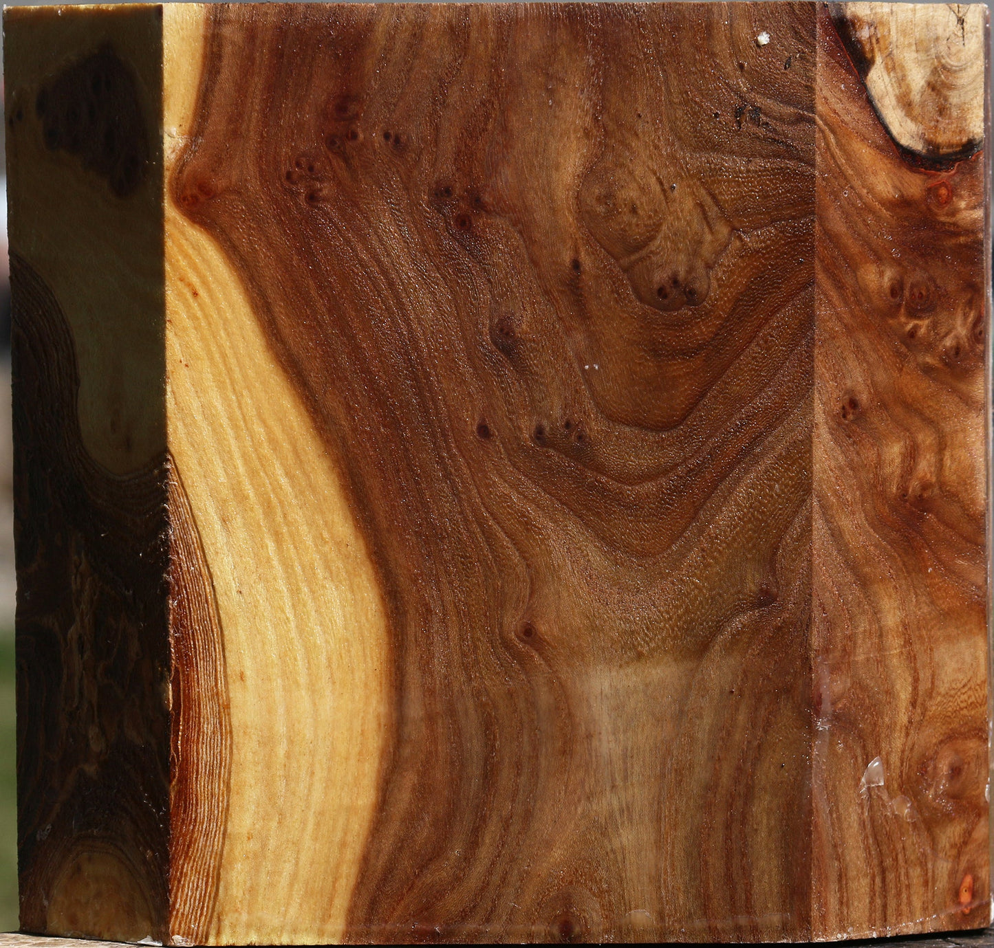 Figured Elm Bowl Blank
