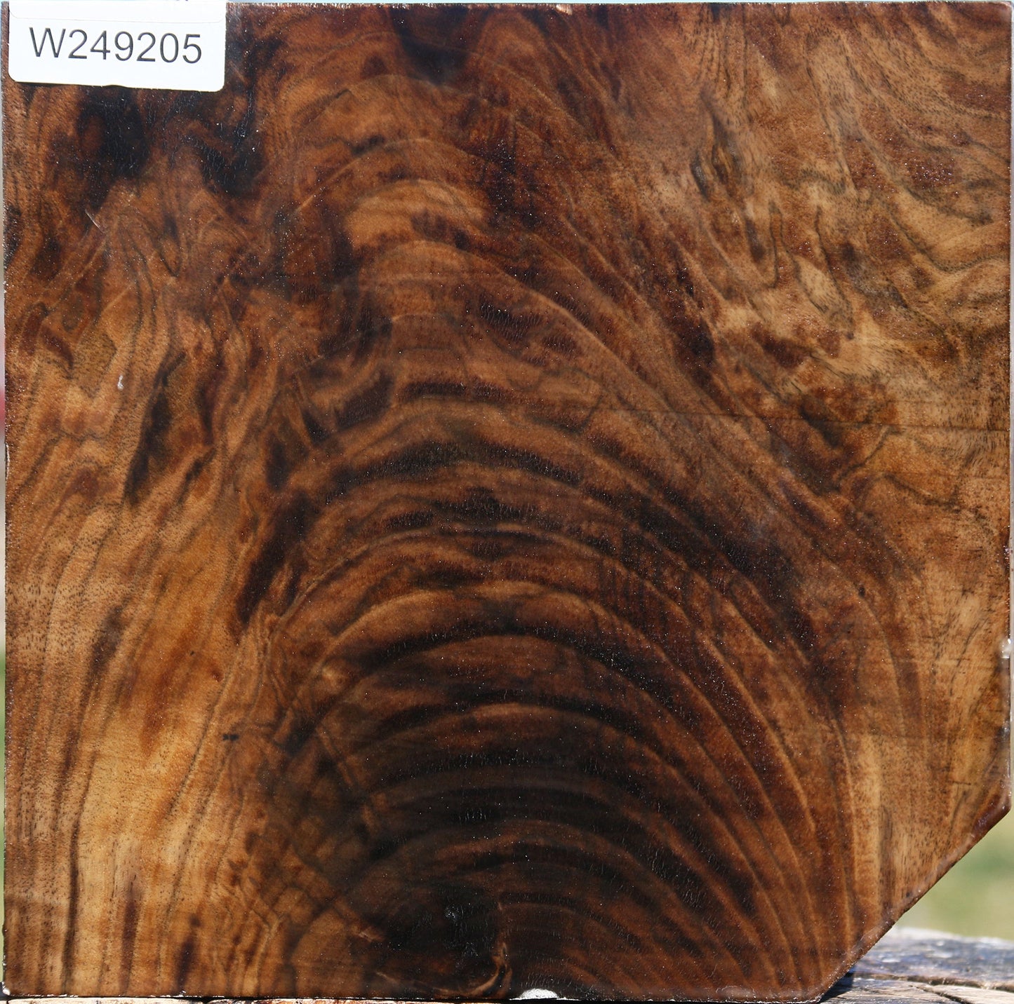 Extra Fancy Claro Walnut Bowl Blank