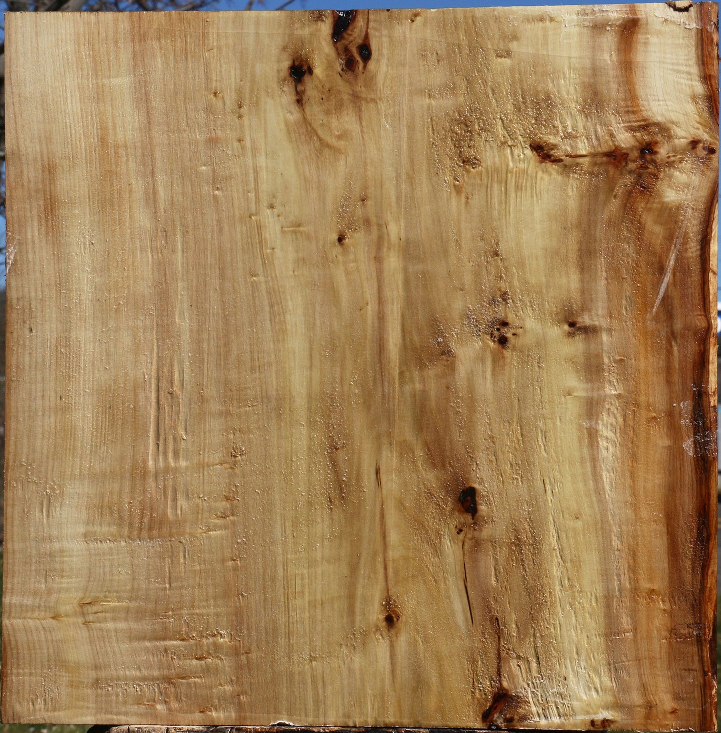 Black Cottonwood Bowl Blank