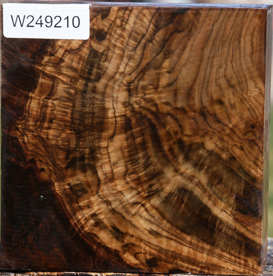 Extra Fancy Claro Walnut Bowl Blank