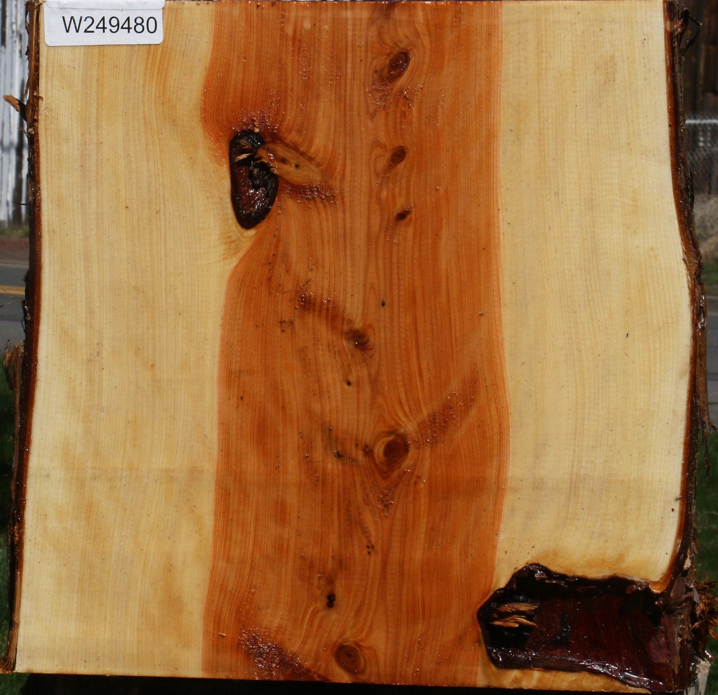 Juniper Half Log