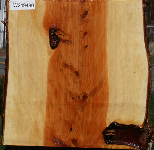 Juniper Half Log