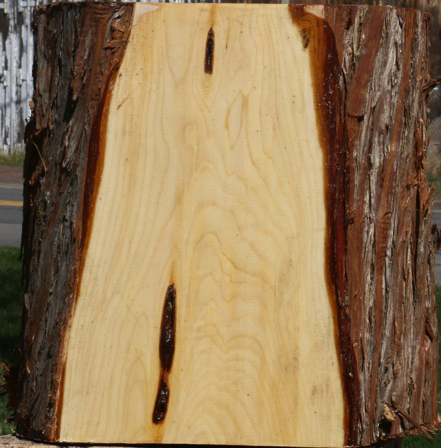 Juniper Half Log
