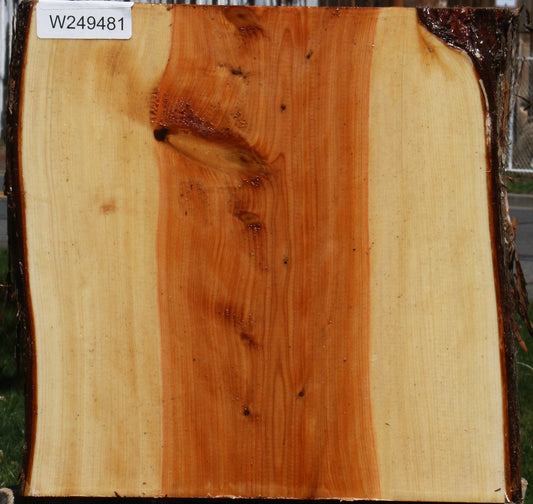 Juniper Half Log