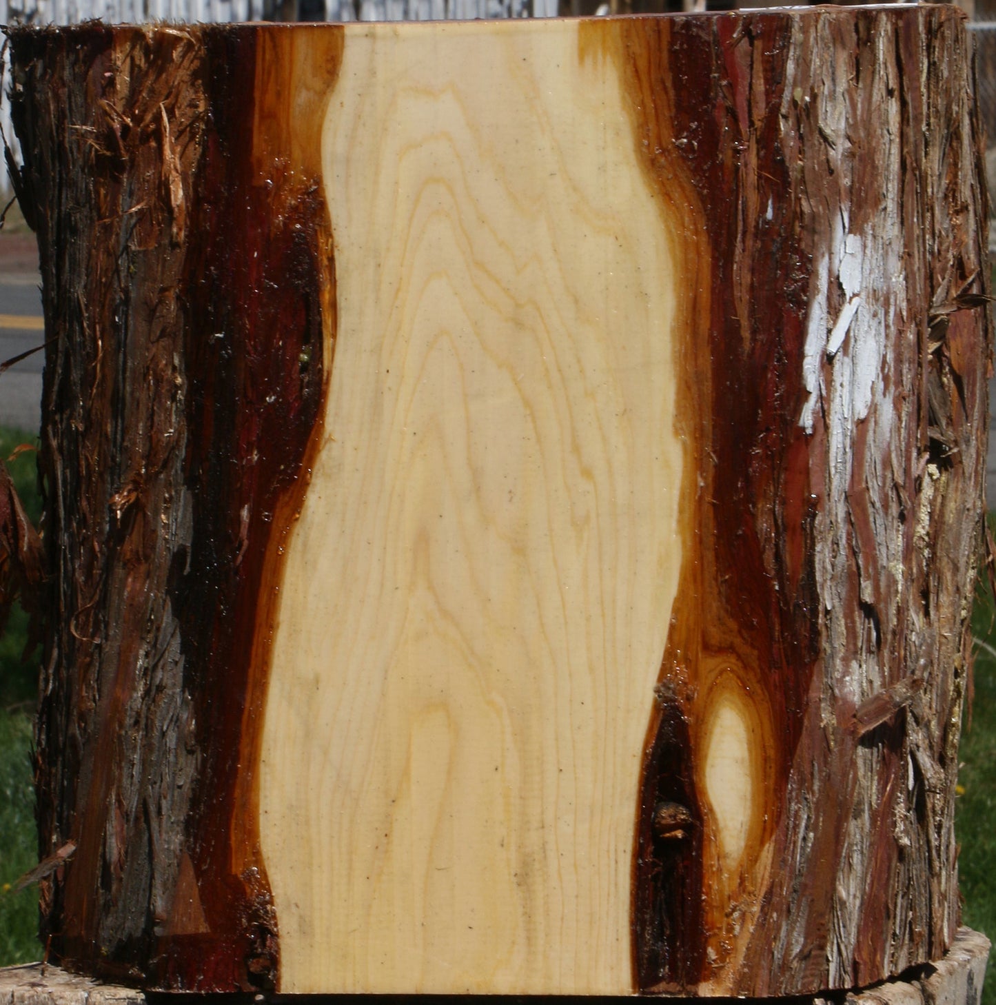 Juniper Half Log