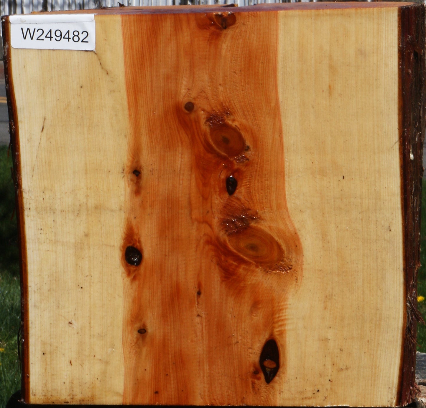 Juniper Half Log