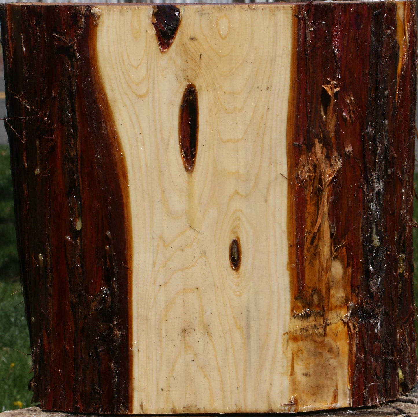 Juniper Half Log