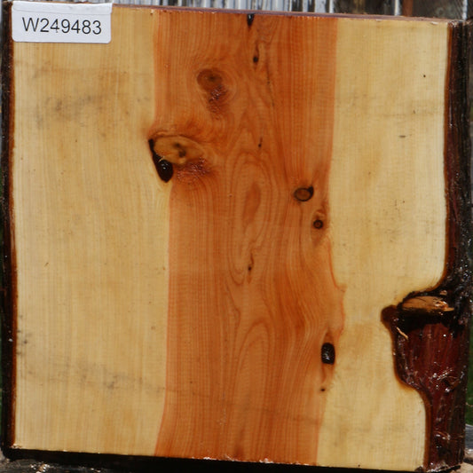 Juniper Half Log
