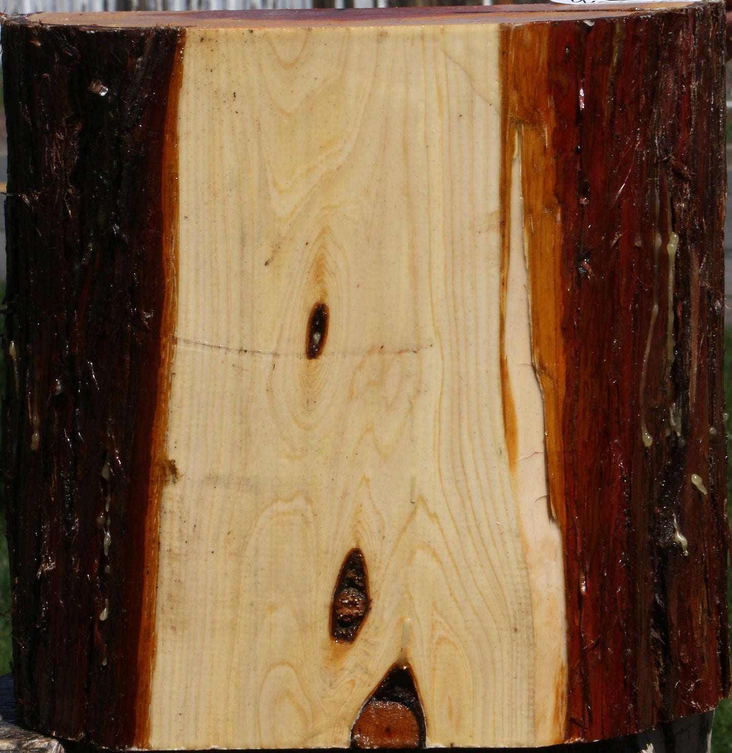 Juniper Half Log