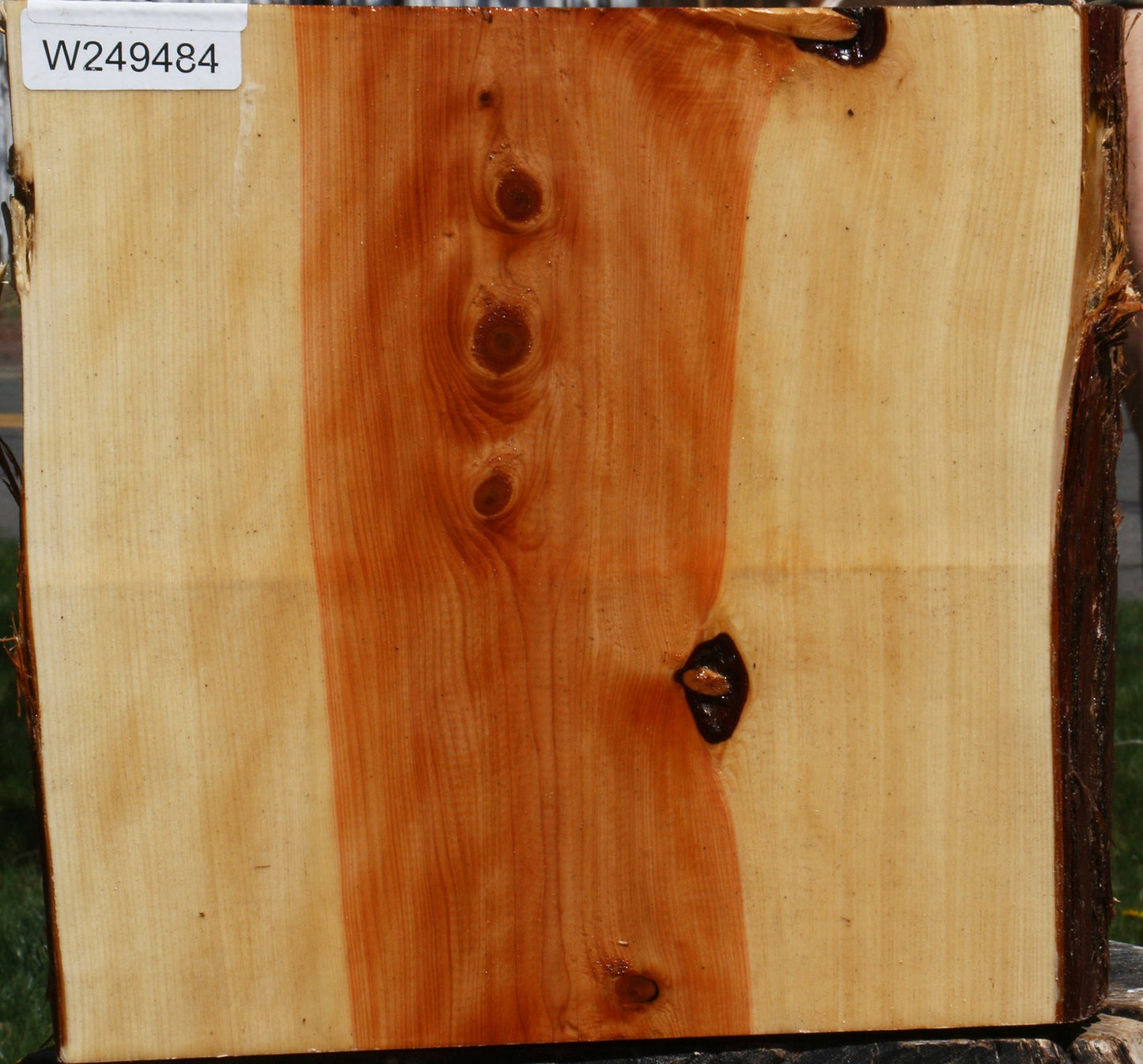 Juniper Half Log