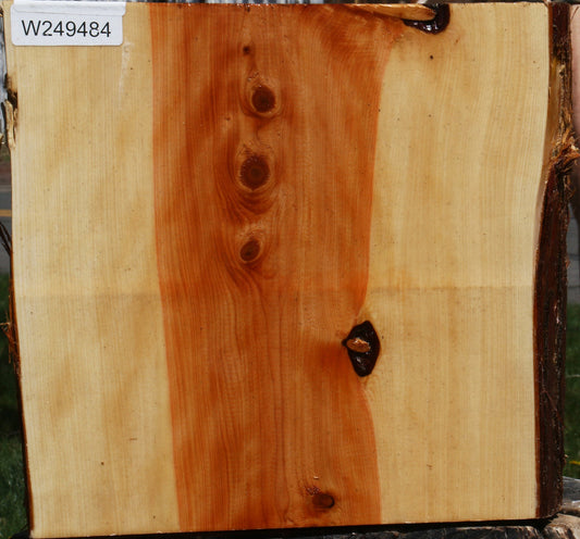 Juniper Half Log