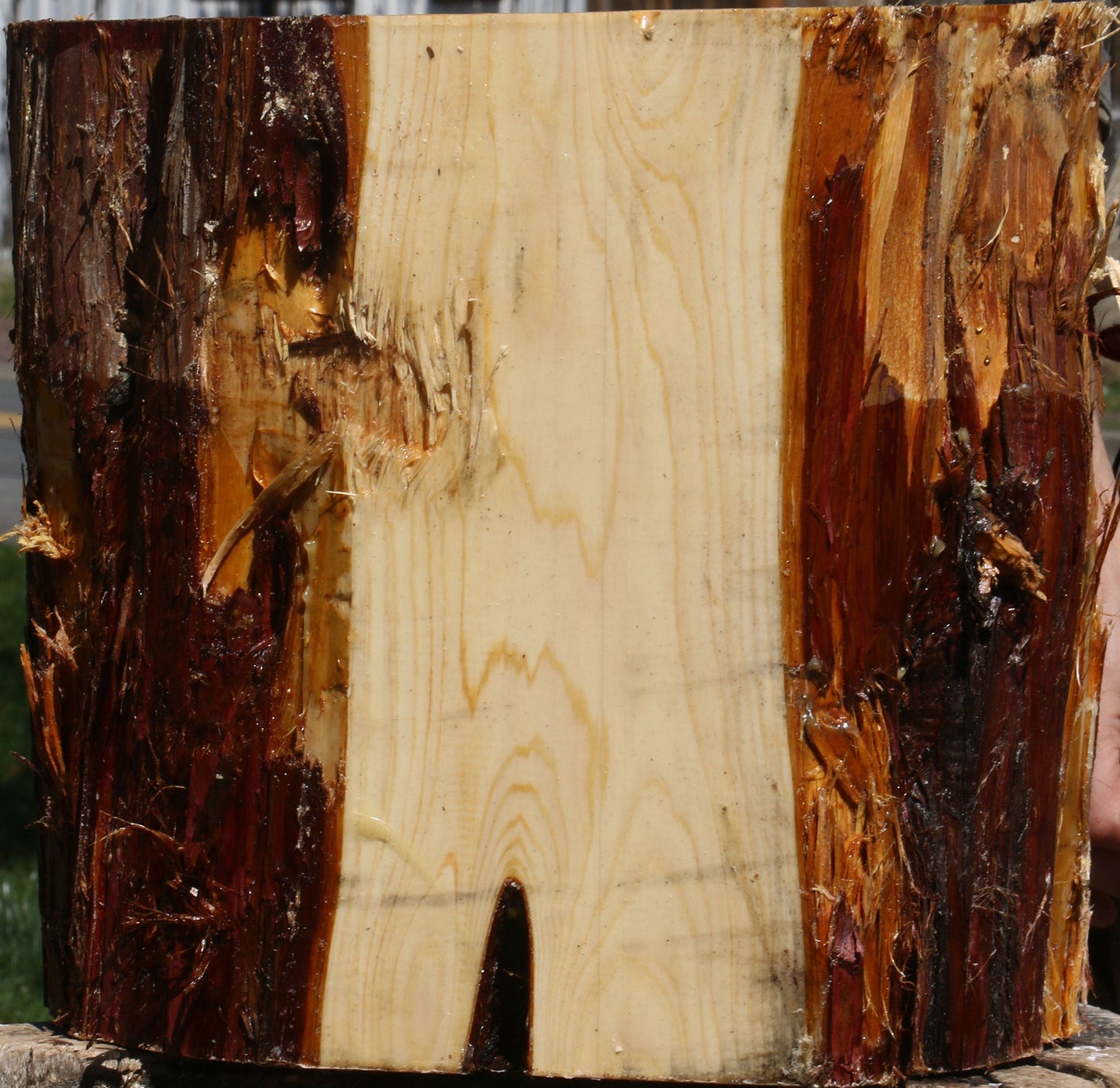 Juniper Half Log