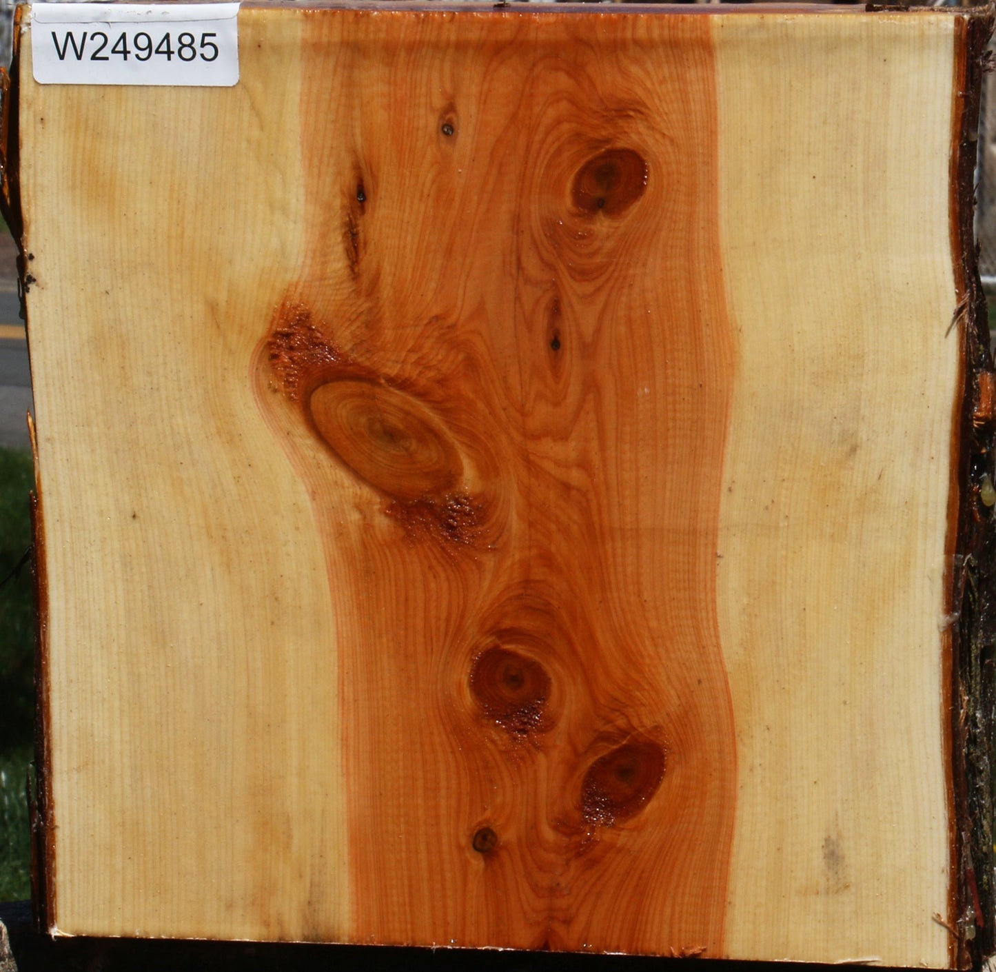 Juniper Half Log