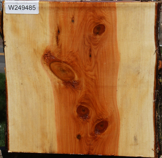 Juniper Half Log