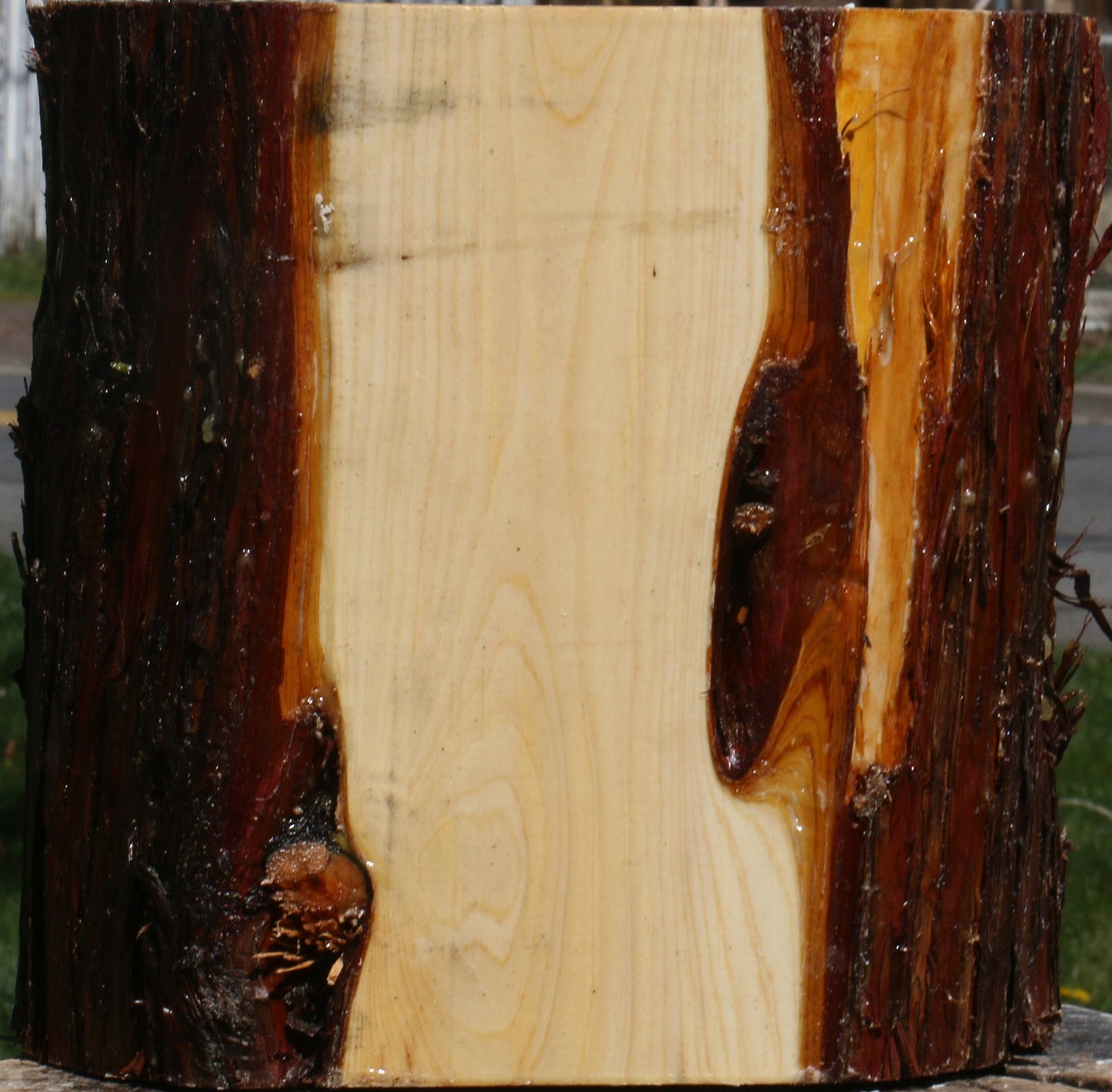 Juniper Half Log