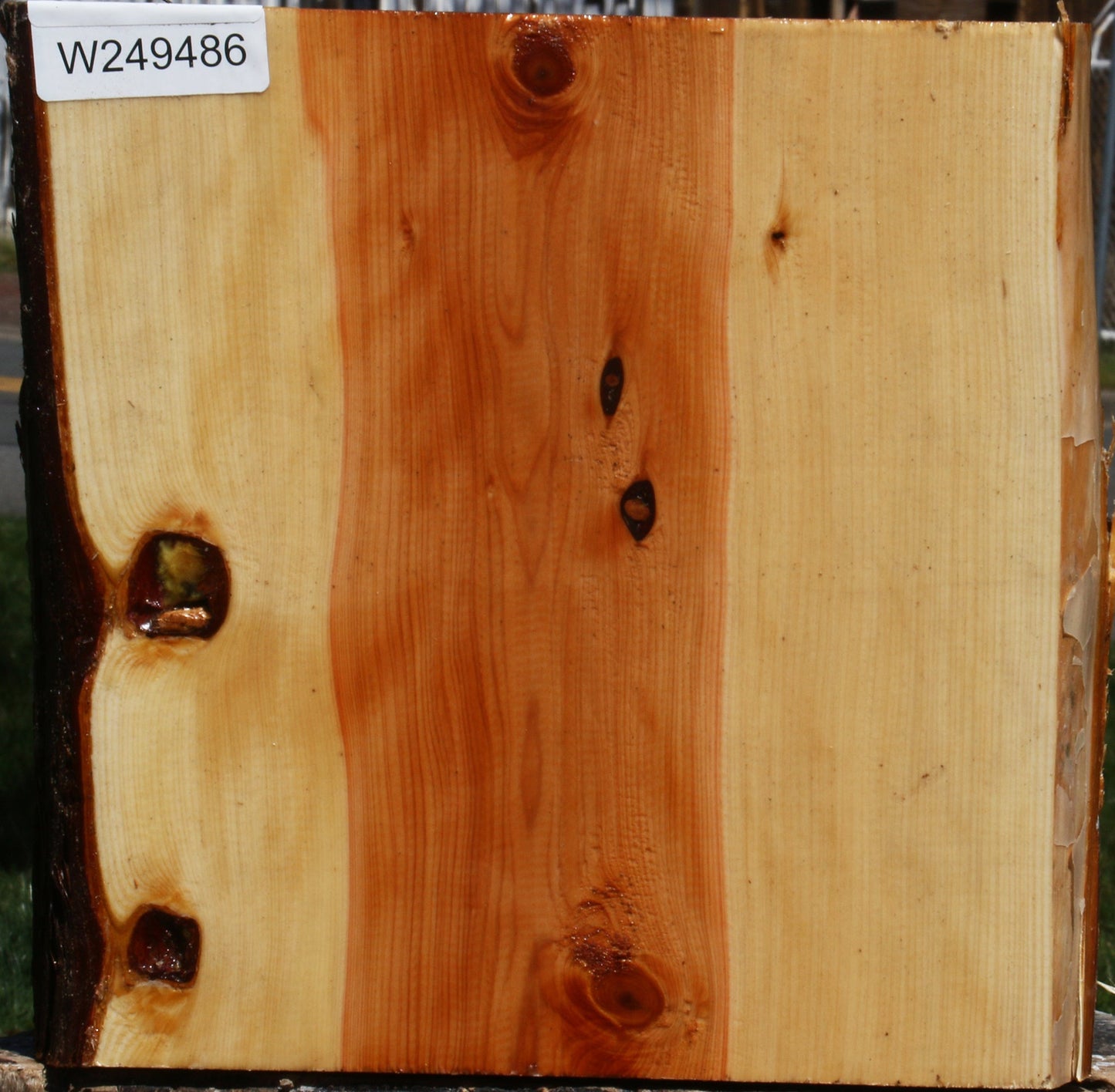 Juniper Half Log