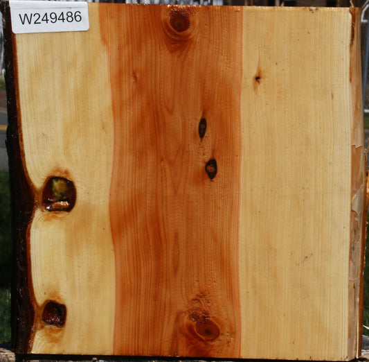 Juniper Half Log