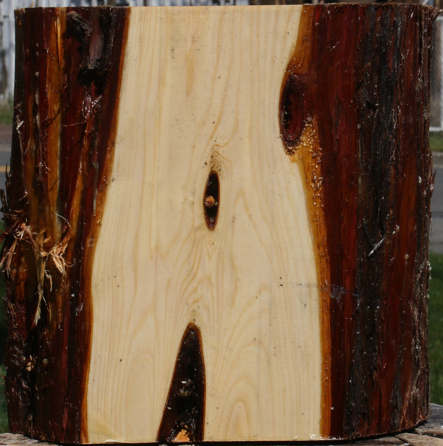 Juniper Half Log