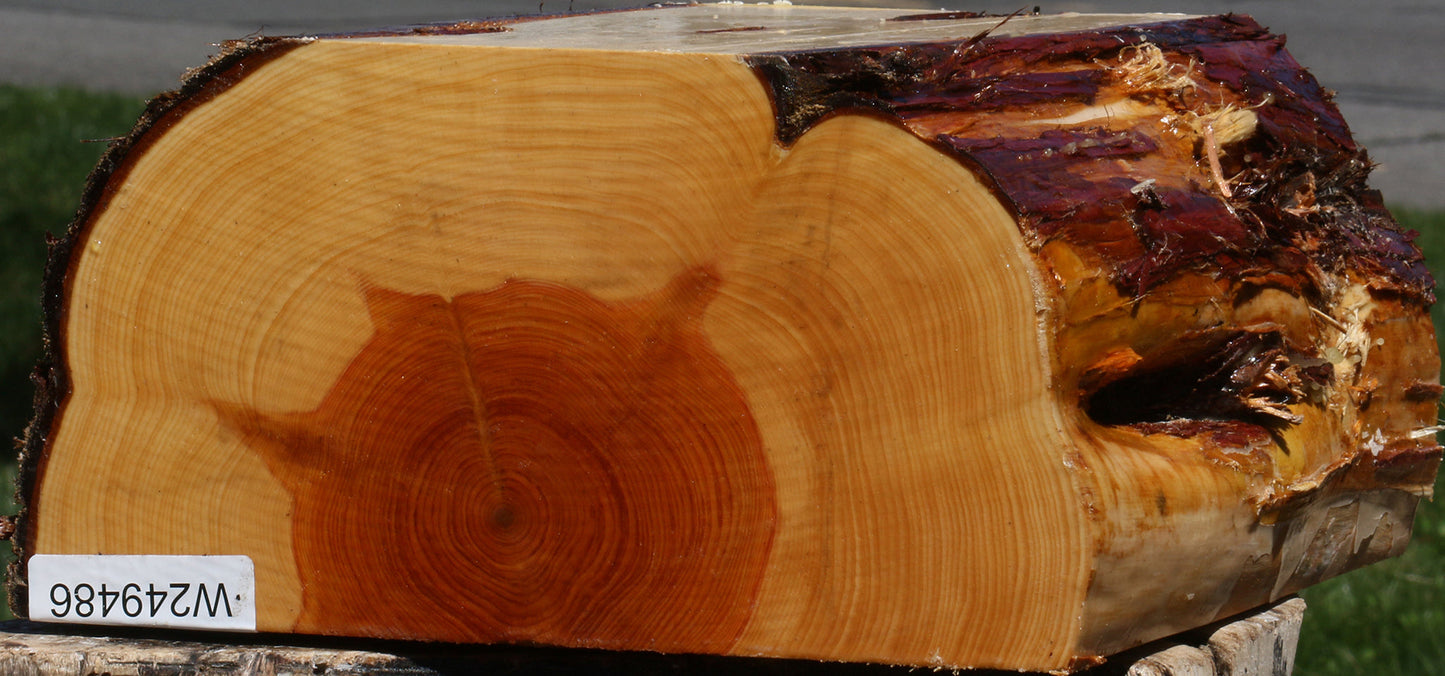 Juniper Half Log