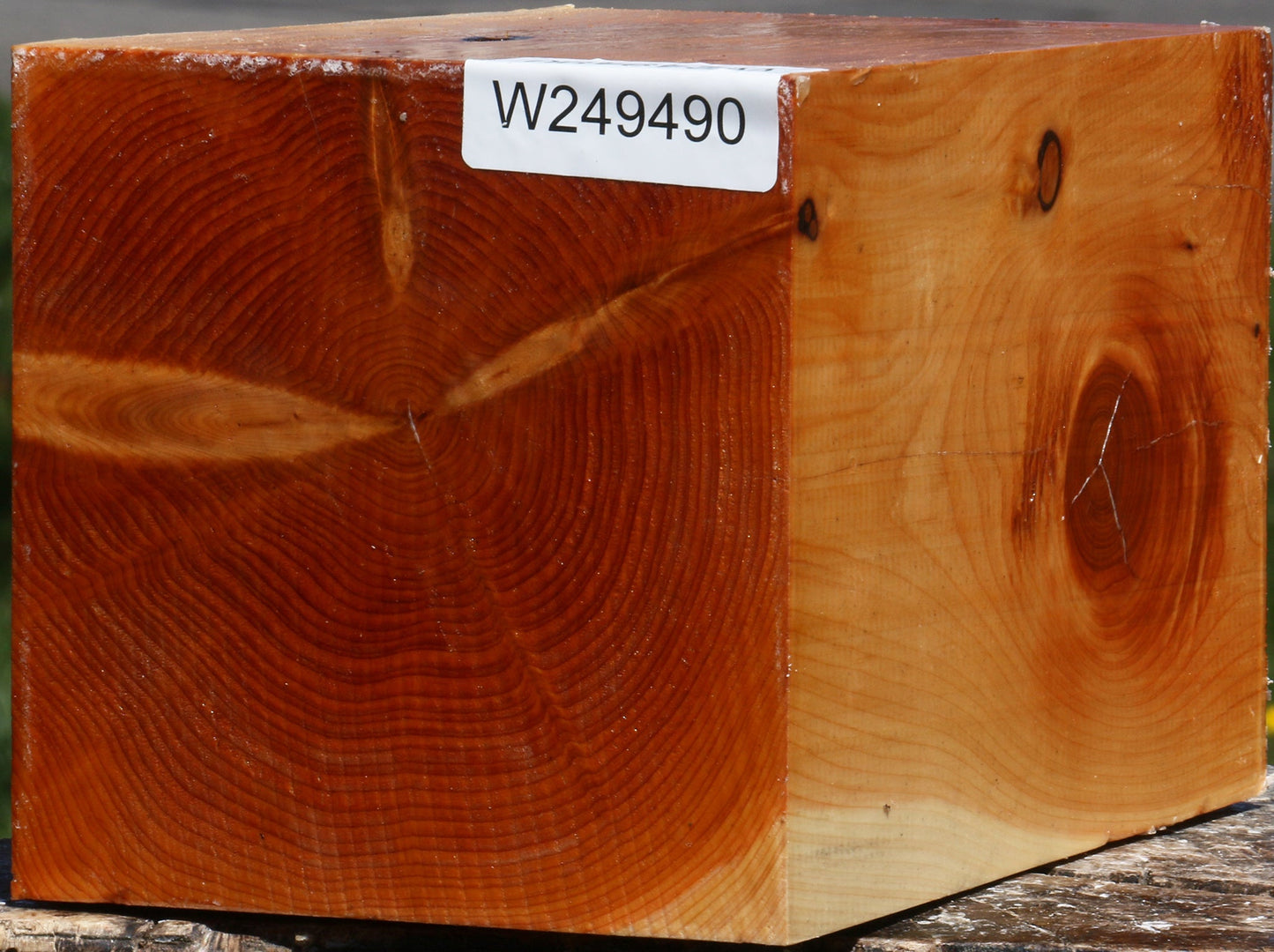 Juniper Vessel Blank